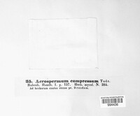 Acrospermum compressum image